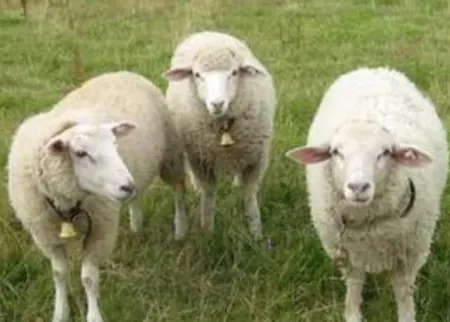 Appartamento Panoramablick *