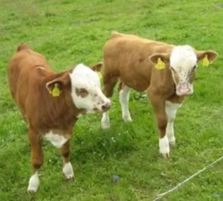 Appartamento Panoramablick Piesau