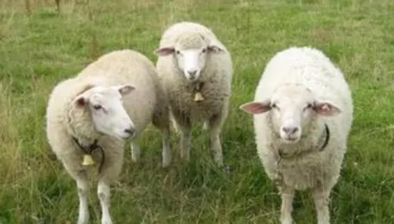 Appartement Panoramablick *