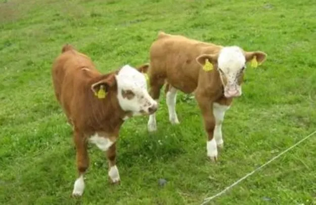 Appartement Panoramablick Piesau